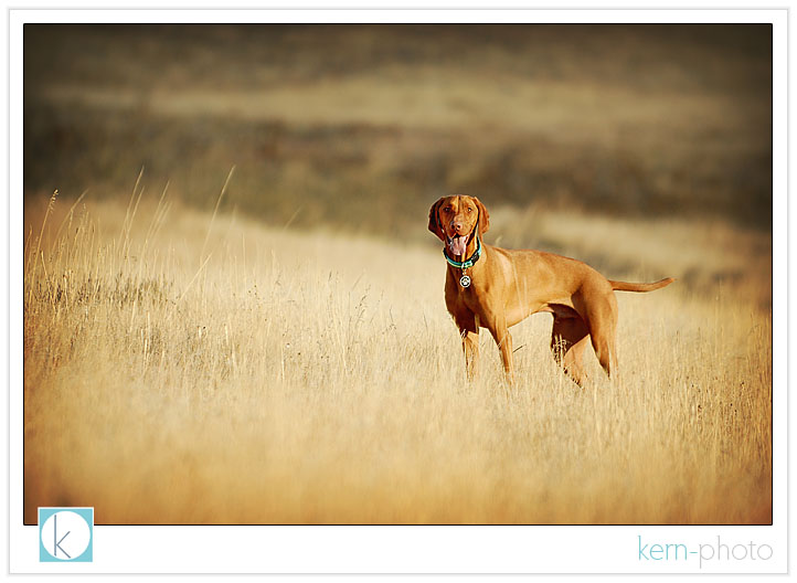 dash the hungarian vizsla photo by kern-photo