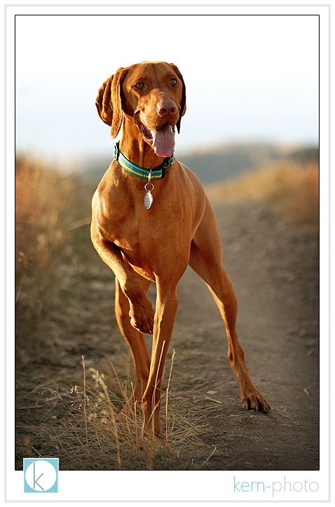 dash the hungarian vizsla photo by kern-photo with his new collar