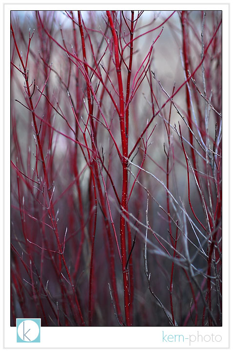 red twig dogwood (cornus sericea/stolonifera) by kern-photo