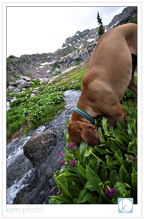 dash our viszla dog on his first backpacking trip to pitkin lake by kern-photo
