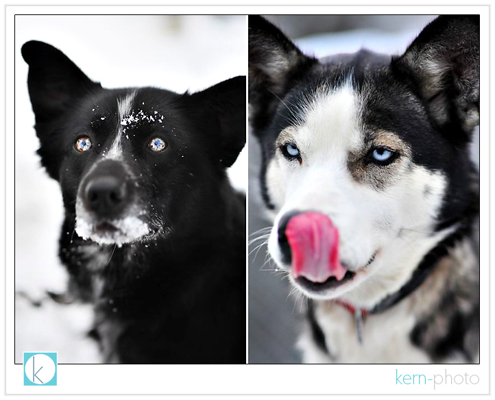 sled_dog_6