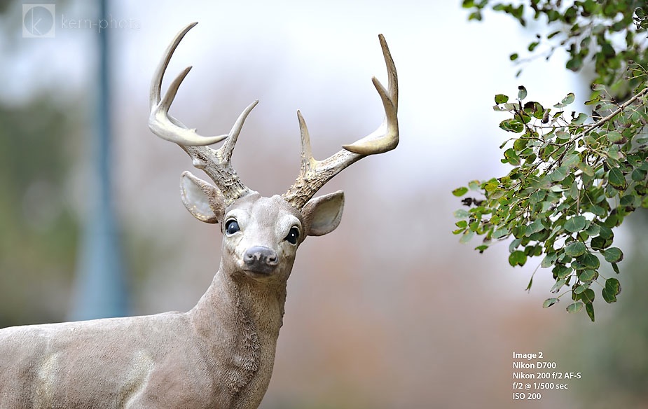 Nikon 200mm f/2 vs. 70-200 f/2.8