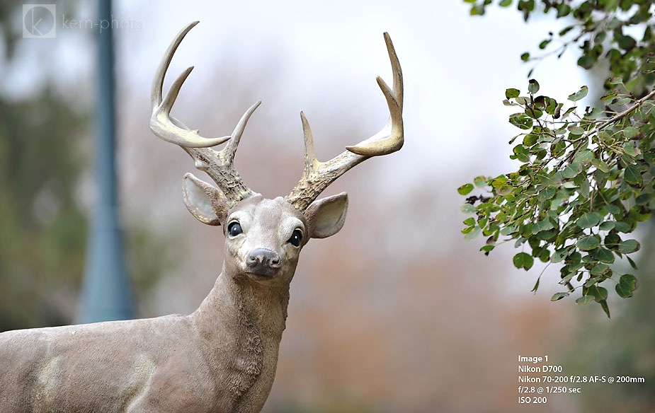  Nikon 200mm f/2 vs. 70-200 f/2.8 review comparison