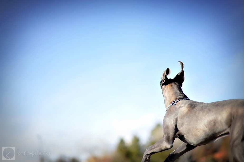 wringley_Denver_dog_photographer_01.jpg