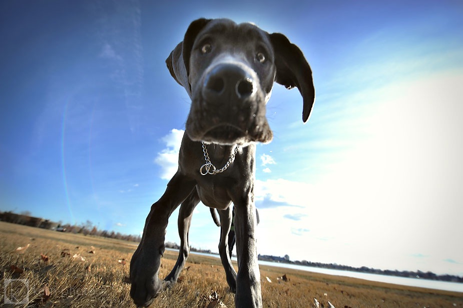 great dane puppy wrigley in denver