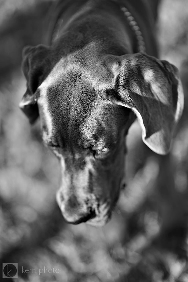 wringley_Denver_dog_photographer_06.jpg