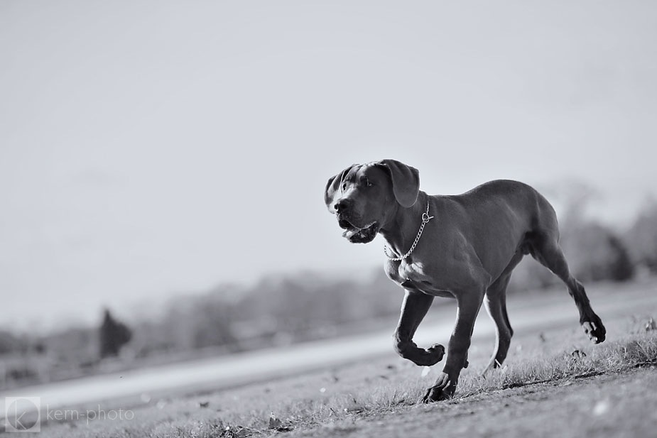 wringley_Denver_dog_photographer_07.jpg