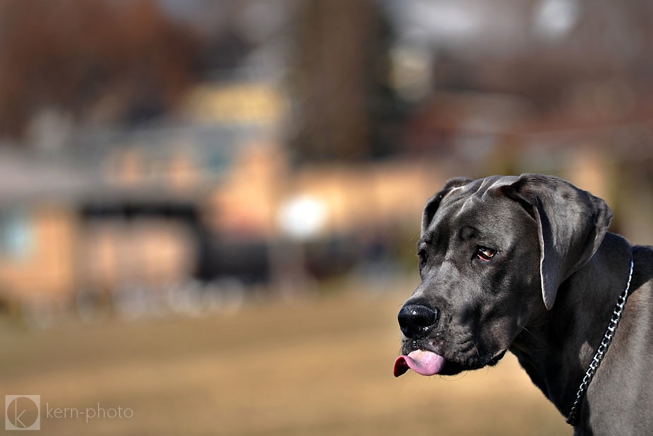 wringley_Denver_dog_photographer_08.jpg