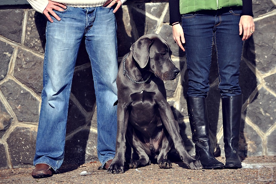 denver dog photographer at sloan's lake in colorado