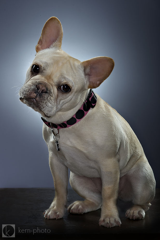 French Bulldog photo by Denver Pet Photographer Kern-Photo