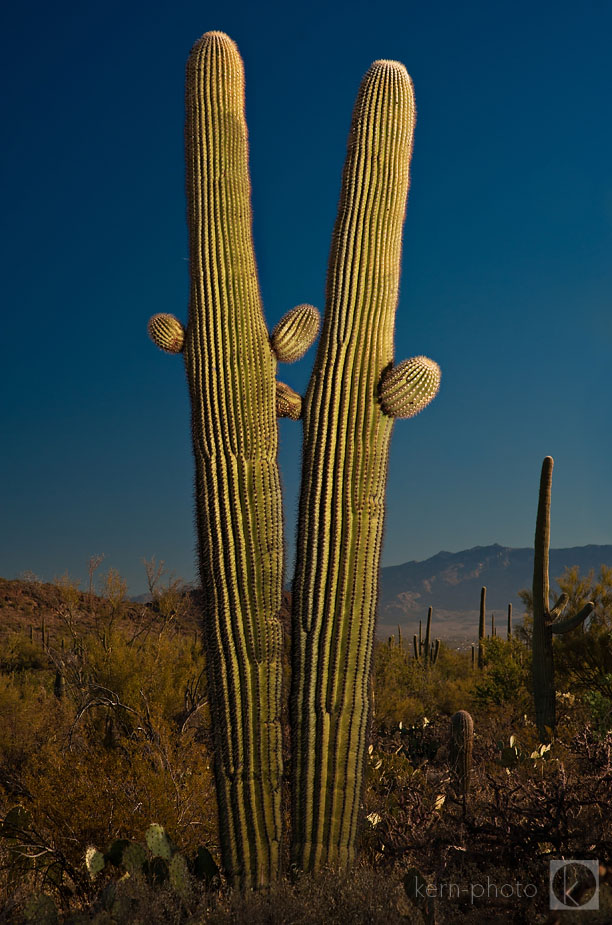 wpid-saguaro_national_park_couple_portrait_session_-2010-12-14-22-465.jpg