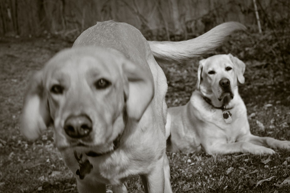 wpid-denver_dog_photography-2011-03-21-19-55.jpg