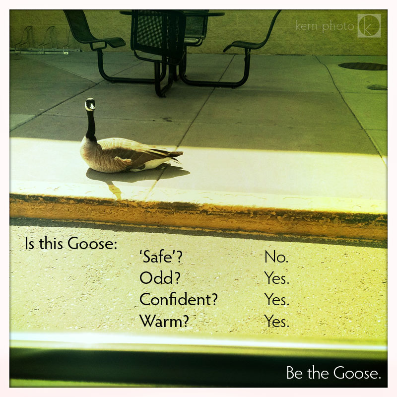 wpid-goose-2011-04-19-14-04.jpg