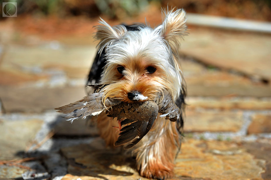 wpid-yorkie_bird_mouth-2011-04-26-15-47.jpg