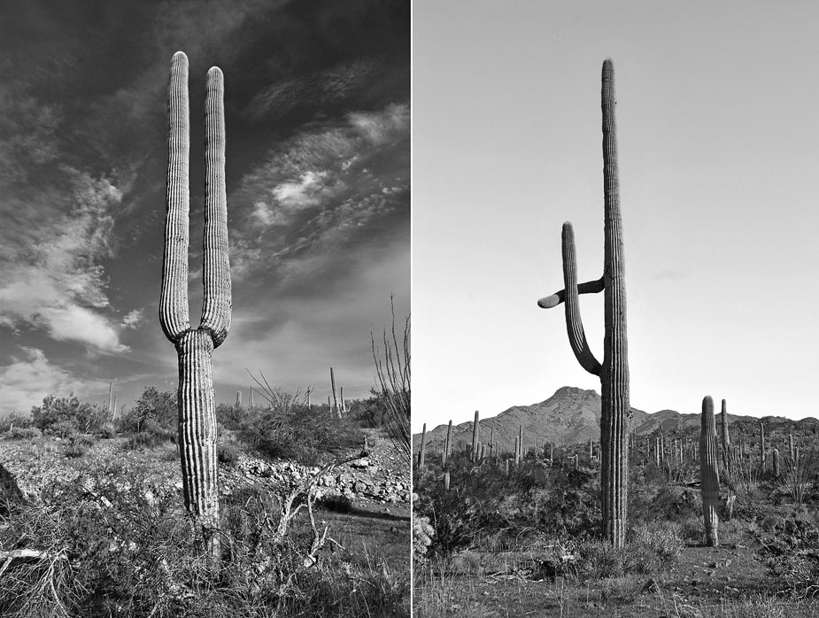 wpid-cactus_portraits_03-2011-05-11-21-571.jpg