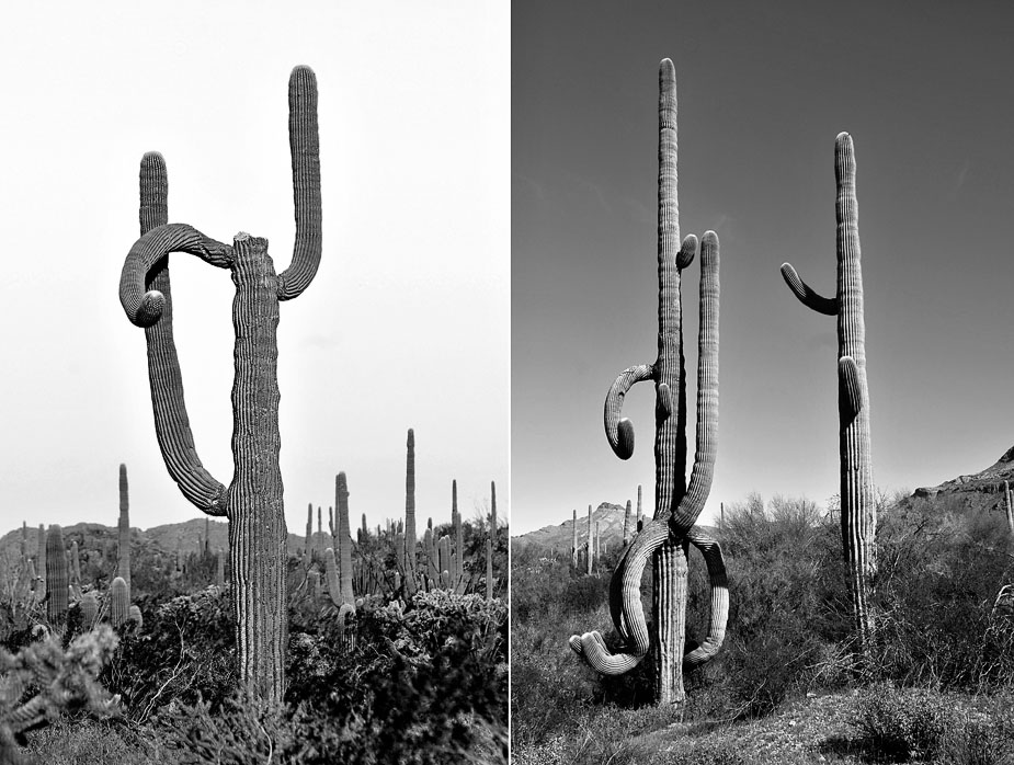 wpid-cactus_portraits_04-2011-05-11-21-571.jpg