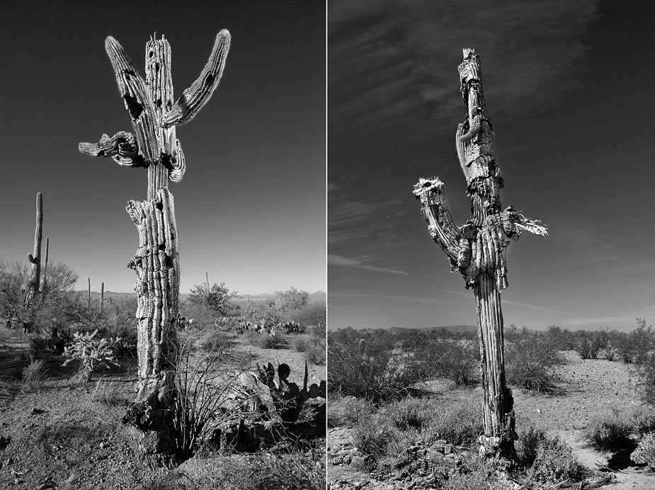 wpid-cactus_portraits_09-2011-05-11-21-571.jpg