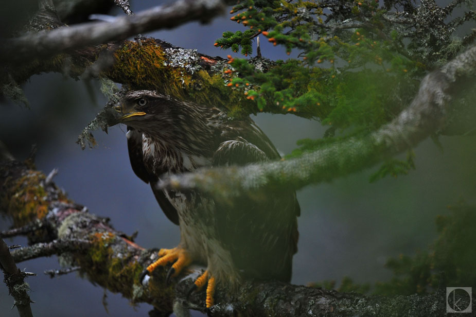 wpid-golden_egale_kodiak_island-2011-06-14-22-54.jpg