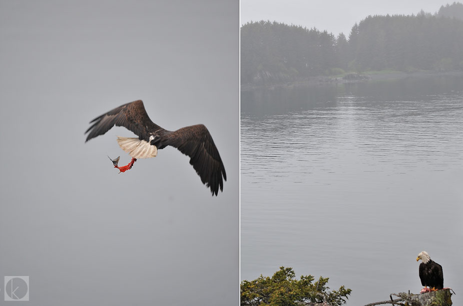 wpid-kodiak_bald_eagle_salmon_1-2011-06-14-00-30.jpg