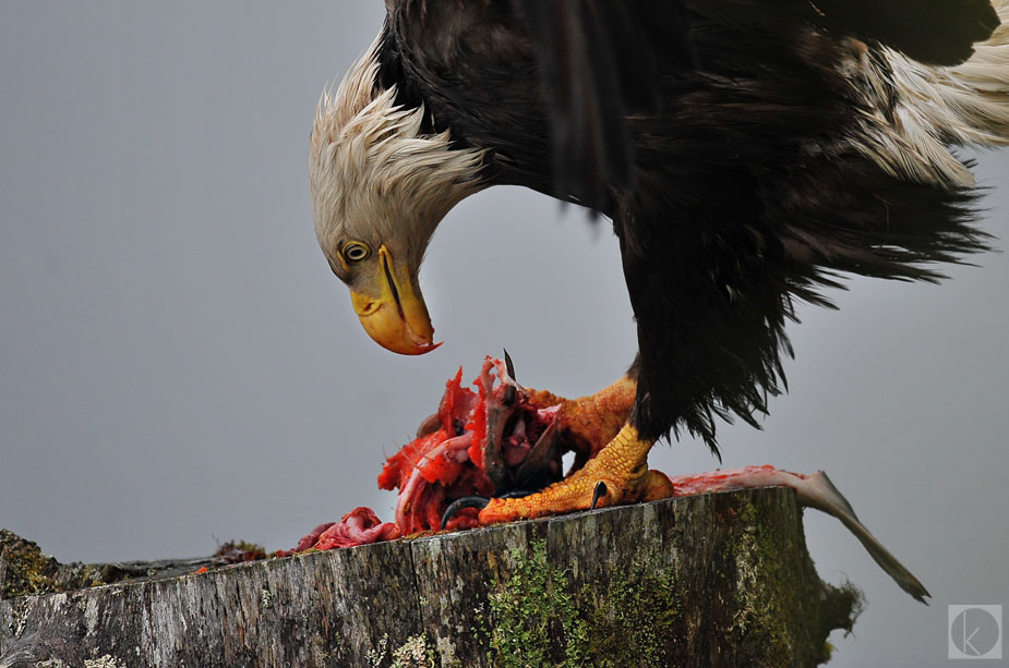 wpid-kodiak_bald_eagle_salmon_2-2011-06-14-00-30.jpg