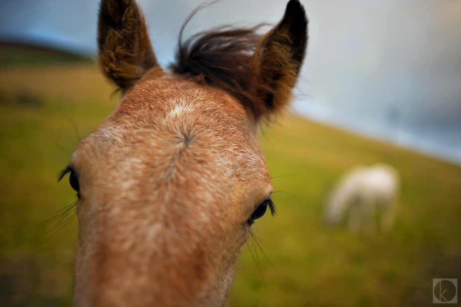 wpid-ireland-landscape-tips-tricks-7-2012-08-5-14-00.jpg