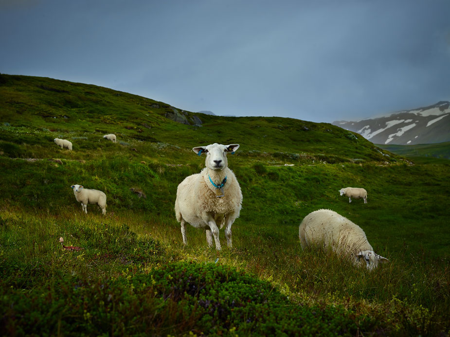 wpid-norway_landscapy_photography_phaseone_002-2013-09-7-00-45.jpg