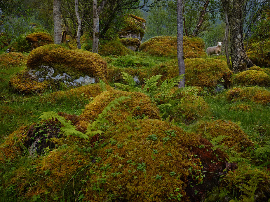 wpid-norway_landscapy_photography_phaseone_014-2013-09-7-00-45.jpg