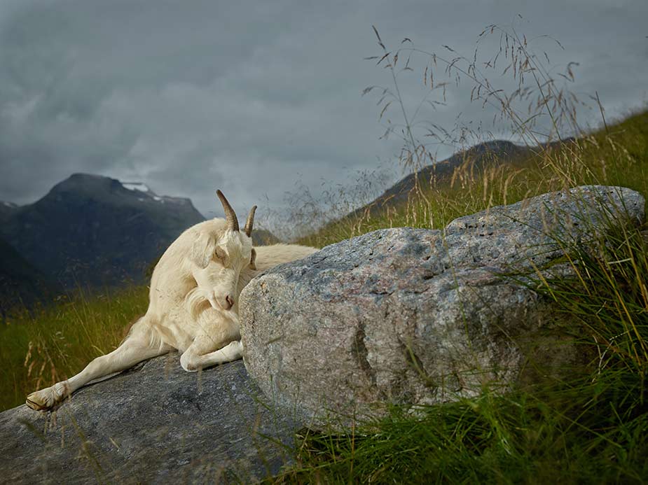 wpid-geographic-animal-portraits-norway-goats-2014-11-8-02-30.jpg