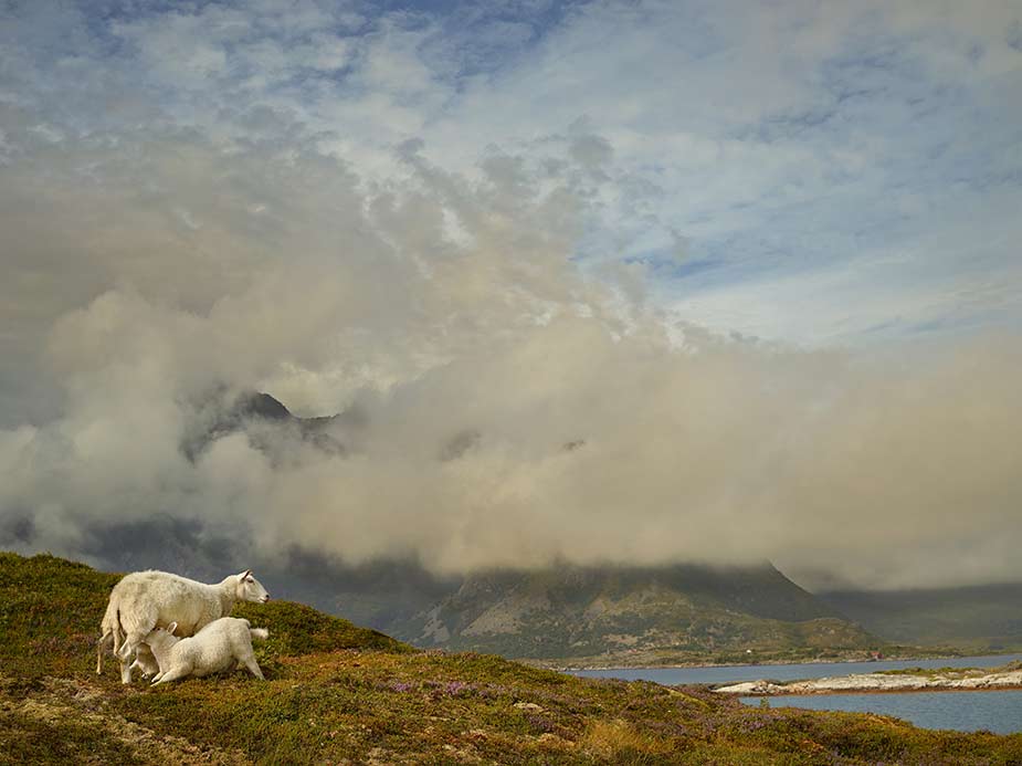 wpid-geographic-animal-portraits-norway-lofotoen-sheep-2014-11-8-02-30.jpg