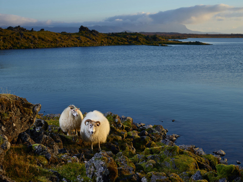 wpid-geographical_animal_portraits_rjkern_14-2015-02-19-12-20.jpg