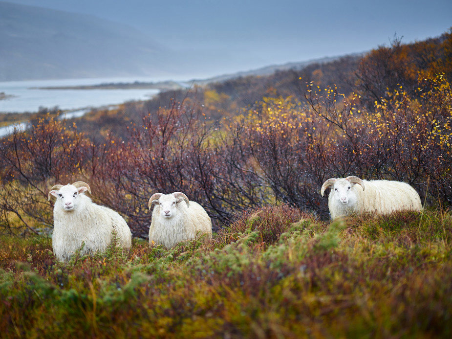 wpid-geographical_animal_portraits_rjkern_15-2015-02-19-12-20.jpg