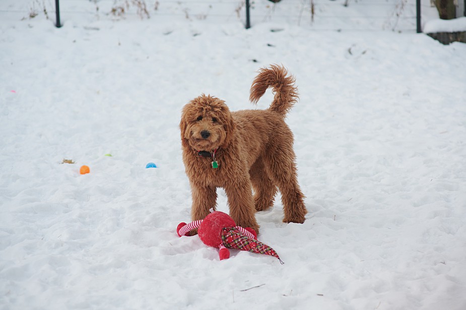 tomte-2019-29-2019-12-20-15-31.jpg